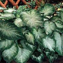بال فرشته , caladium, fancy-leaved caladium, angel wings, heart of Jesus, elephant ears,فیل گوش